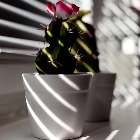 M&m Studio's 1 & 2 Appartement